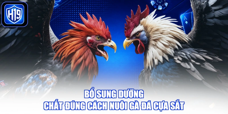 Bổ sung dưỡng chất đúng cách nuôi gà đá cựa sắt