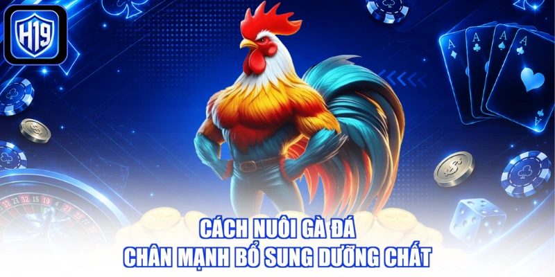 Cách nuôi gà đá chân mạnh bổ sung dưỡng chất