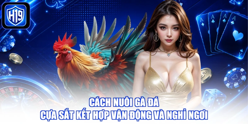 Cách nuôi gà đá cựa sắt kết hợp vận động và nghỉ ngơi