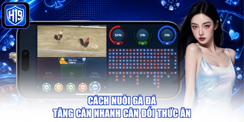 Cách nuôi gà đá tăng cân nhanh cân đối thức ăn
