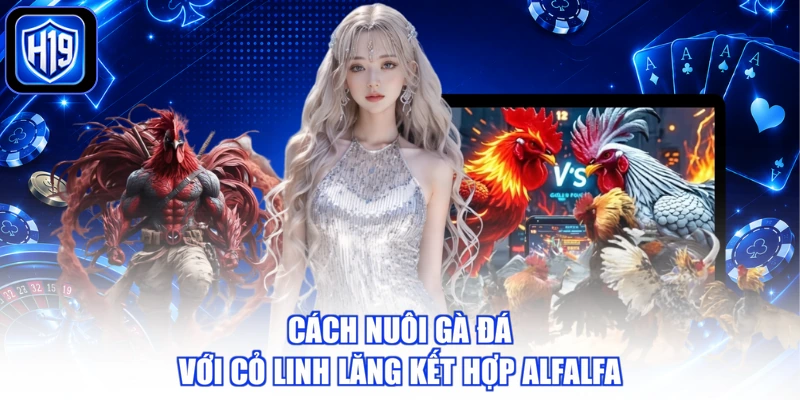 Cách nuôi gà đá với cỏ linh lăng kết hợp Alfalfa