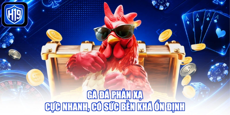 Gà đá phản xạ cực nhanh, có sức bền khá ổn định
