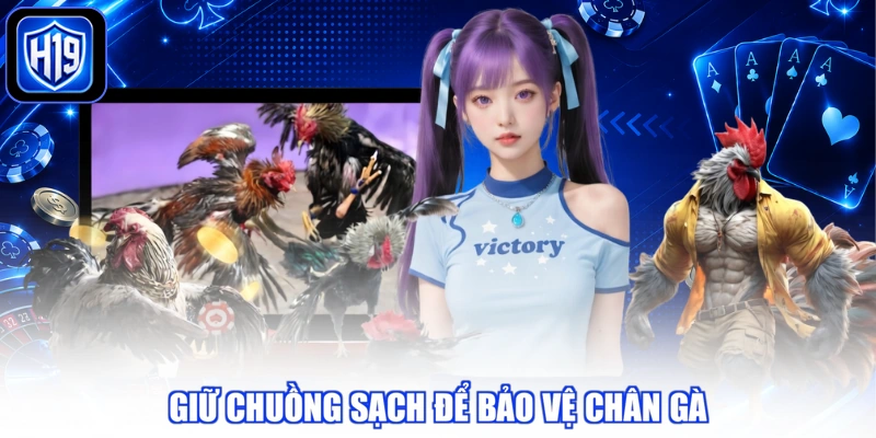 Giữ chuồng sạch để bảo vệ chân gà