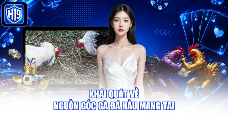 Khái quát về nguồn gốc gà đá hầu mang tai