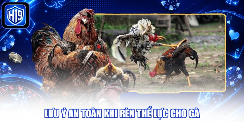Lưu ý an toàn khi rèn thể lực cho gà