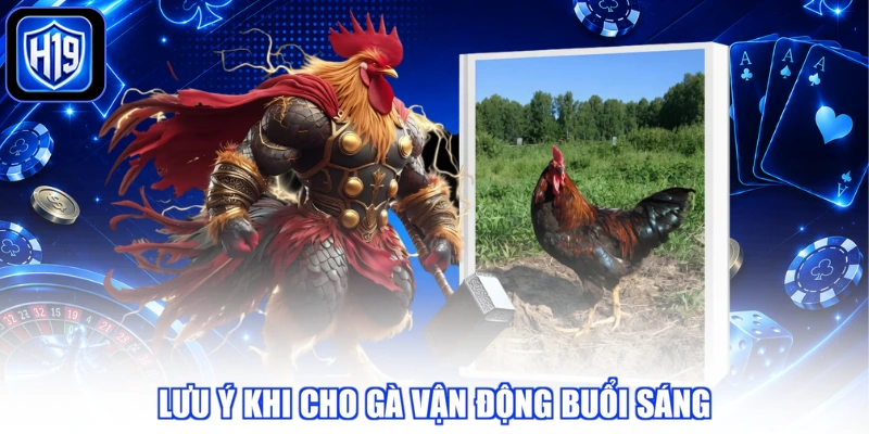 Lưu ý khi cho gà vận động buổi sáng