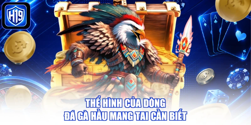 Thể hình của dòng đá gà hầu mang tai cần biết