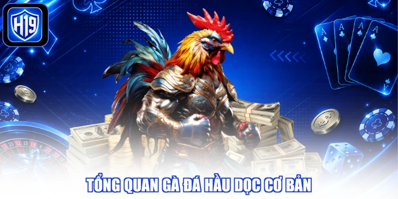 Tổng quan gà đá hầu dọc cơ bản
