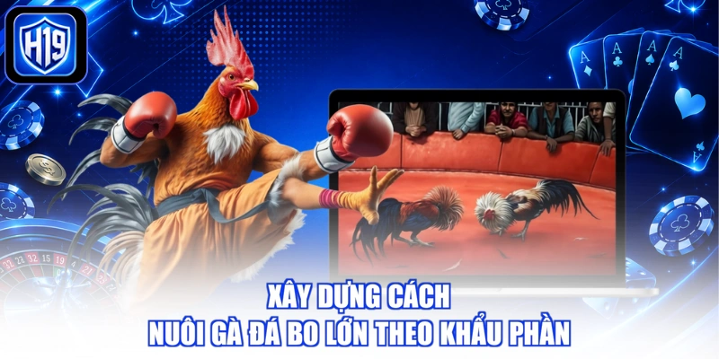 Xây dựng cách nuôi gà đá bo lớn theo khẩu phần